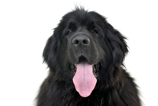 Portrait of an adorable Newfoundland dog photo