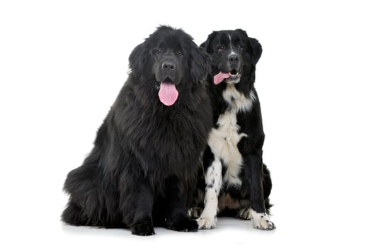 Studio shot of two adorable Newfoundland dogs photo