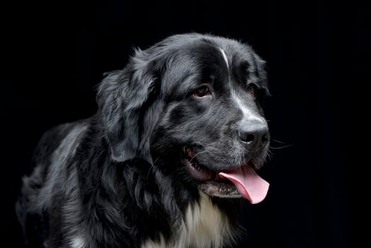 Portrait of an adorable Newfoundland dog photo