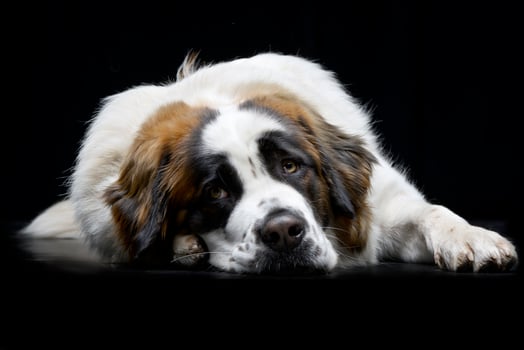 Studio shot of an adorable Moskovskaya Storozhevaya photo