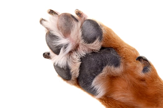 Close shot of an adorable Staffordshire Terrier's paw photo