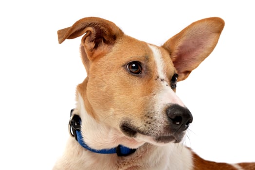 Portrait of an adorable mixed breed dog photo