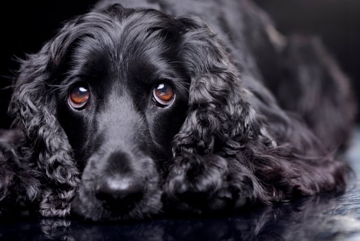 Portrait of an adorable English Cocker Spaniel photo