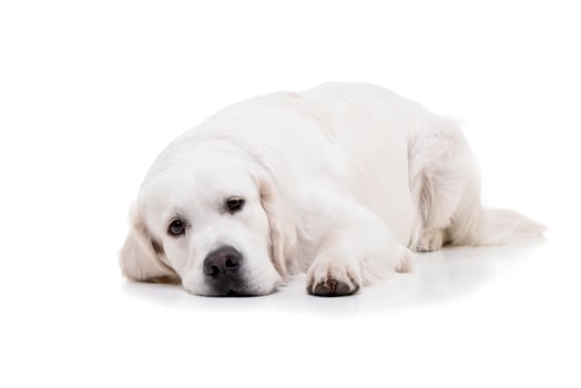 Studio shot of an adorable Golden retriever photo