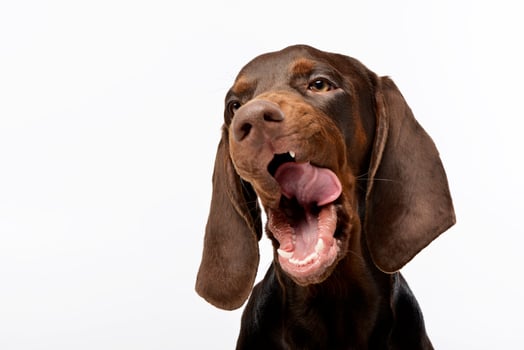 Portrait of a yawning German pointer photo