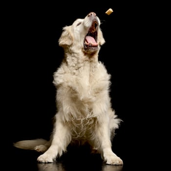 An adorable Golden Retriever catching a candy photo