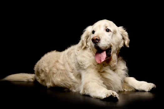 Studio shot of an adorable Golden Retriever photo