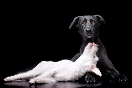 Studio shot of two adorable mixed breed dog photo
