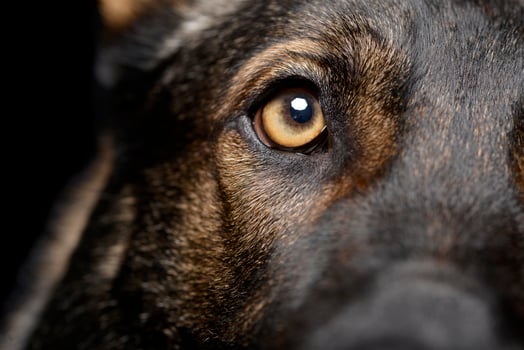 Close shot of an adorable German Shepherd dog's eye photo