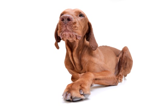 Studio shot of an adorable magyar vizsla looking curiously photo