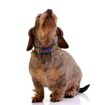 Studio shot of an adorable wire haired Dachshund photo