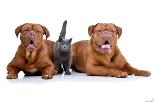 Studio shot of two adorable Dogue de Bordeaux and a domestic cat photo