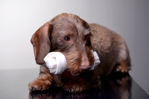 An adorable Dachshund holding a clothes in her mouth photo