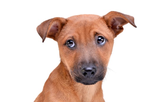 Portrait of an adorable mixed breed puppy photo