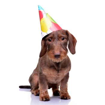 A cute Dachshund puppy with a funny paper hat photo