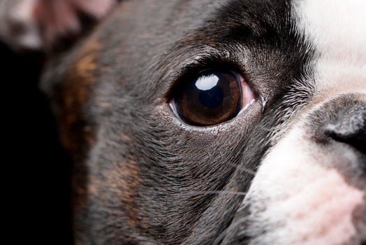 Portrait of an adarable Boston terrier photo
