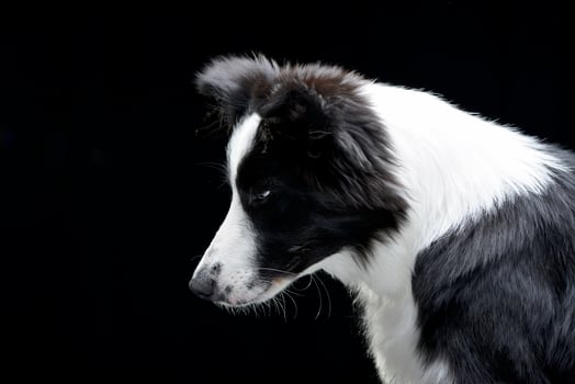 Portrait of an adorable Border Collie photo