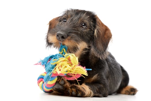 An adorable Dachshund paying with colored rope photo