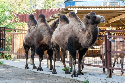 Two-humped camel close-up photo