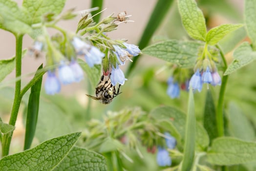 bushes with beautiful serene flowers on which a bee wasp is sitting photo