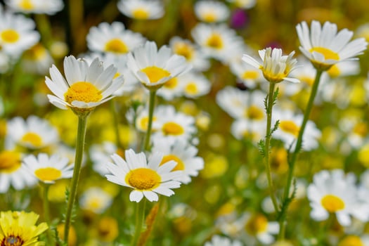Daisy wildflower White Daisies Background photo