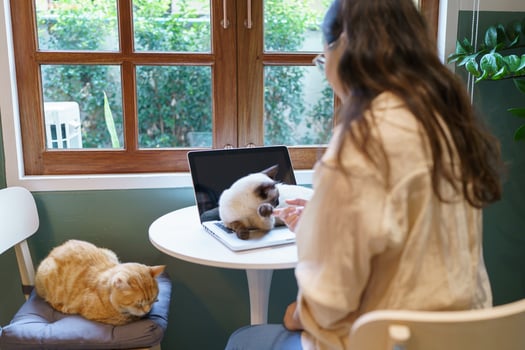 woman working from home with cat. cat asleep on the laptop keyboard. assistant cat working at Laptop photo