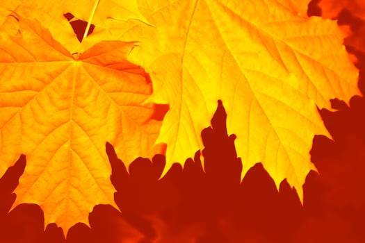 autumn landscape with bright colorful foliage. Indian summer. photo