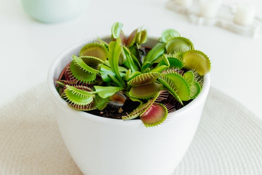 Close-up Venus flytrap. Dionaea muscipula at home. Carnivorous plant. Tropical Venus Trap attempts to capture its prey by extending its delicate traps. White background photo