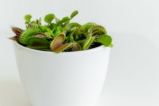Close-up Venus flytrap. Dionaea muscipula at home. Carnivorous plant. Tropical Venus Trap attempts to capture its prey by extending its delicate traps. White background photo