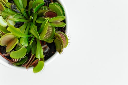 Close-up Venus flytrap. Dionaea muscipula at home. Carnivorous plant. Tropical Venus Trap attempts to capture its prey by extending its delicate traps. White background photo