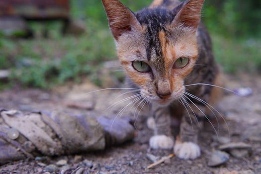 a wild village cat is eating photo