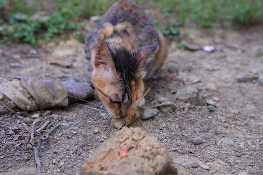 a wild village cat is eating photo