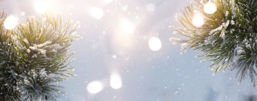 Christmas snowy fir tree branches close up. Winter Christmas and winter concept with copy space. photo