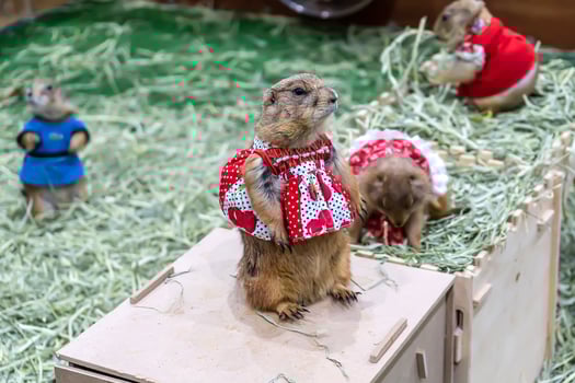 Prairie dog are poses photography photo