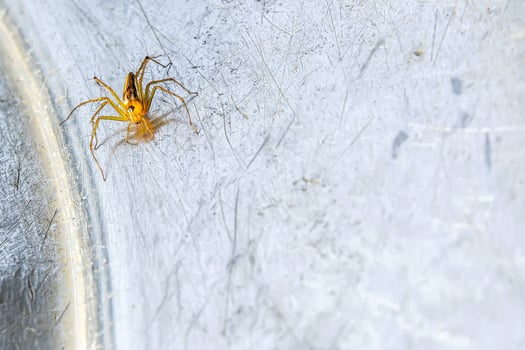 A small spider that lives in the grass on the metal ground. photo