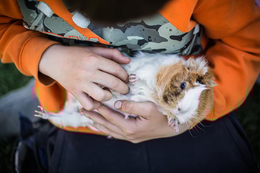 guinea pig in hands of child. pet with host. Playing with animals. photo