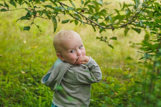 little girl turned around with hand to mouth. child of toddler in gray hooded jacket stands under branch with green leaves. photo