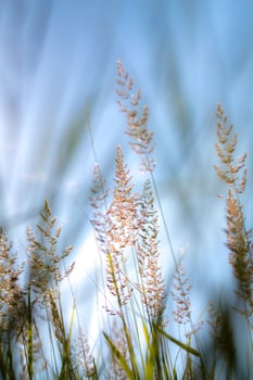 Spikelets in the setting sun photo