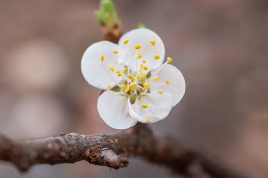 Flowers of Cherry plum or Myrobalan Prunus cerasifera blooming in the spring on the branches. Designer tinted in pink and blue. photo