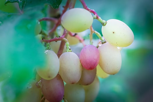 Bunch of grapes on vine insunshine. winegrowers grapes on vine. red wine. Harvest concept. Ingredients for production of wine. Home winemaking. Agribusiness photo