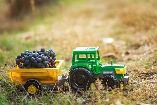 green toy tractor with trailer carries black ripe grapes. Harvesting concept photo