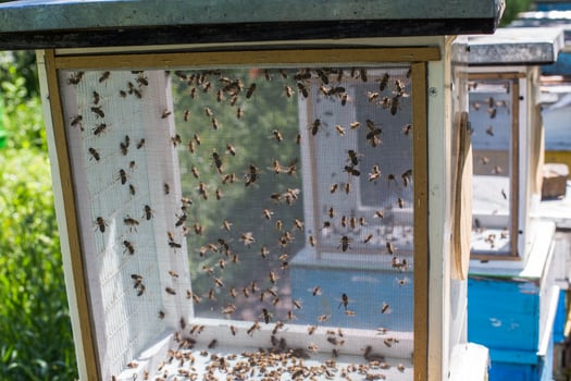 drones fly honey bee artificial insemination. Drone Rearing. photo