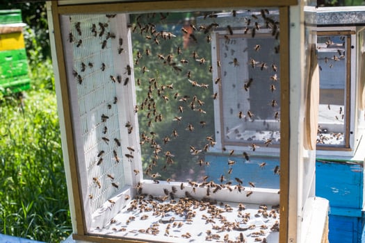 drones fly honey bee artificial insemination. Drone Rearing. photo