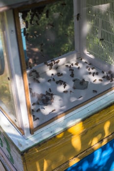 drones fly honey bee artificial insemination. Drone Rearing. photo