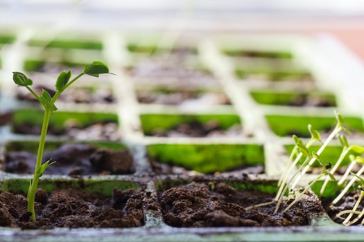 Young arugula sprouts in pots for seedlings. Sprouting seeds of plants. photo