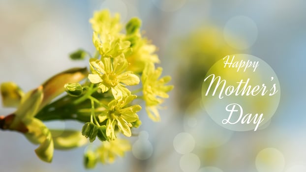 Yellow maple flowers. Spring Background with the inscription Happy mother day photo