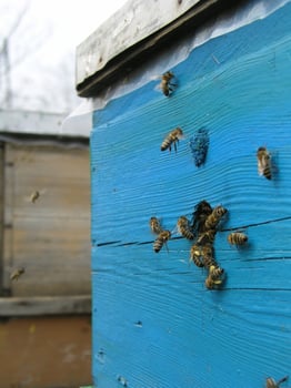 Beekeeper and bees view photo