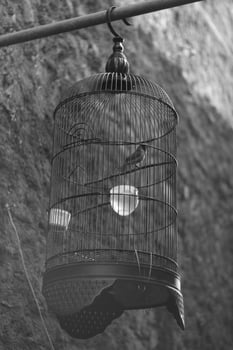 black and white photo of a bird cage made of iron.