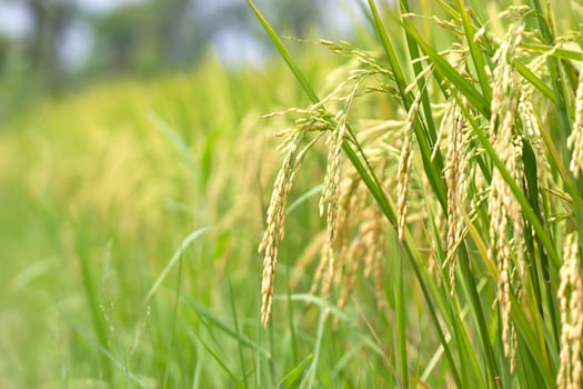 rice in the harvest season yellow photo