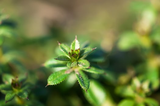 Galium aparine cleavers, catchweed, stickyweed, robin-run-the-hedge, sticky willy, sticky willow, stickeljack, and grip grass use in traditional medicine for treatment. Soft focus. Film grain. photo